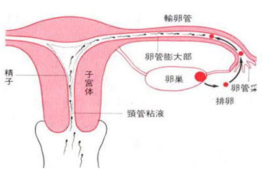 咸阳盆腔炎治疗,咸阳治疗输卵管炎,咸阳妇科炎症治疗,咸阳治疗妇科病